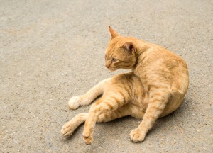 Votre chien ou votre chat souffre-t-il d'arthrose ?