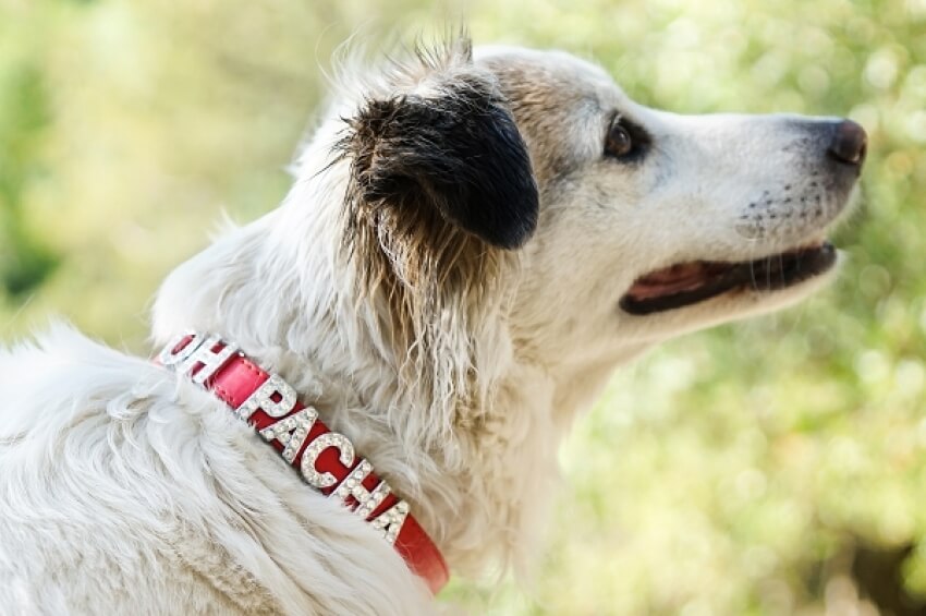 Accessoires pour chiens : les indispensables – Blog BUT