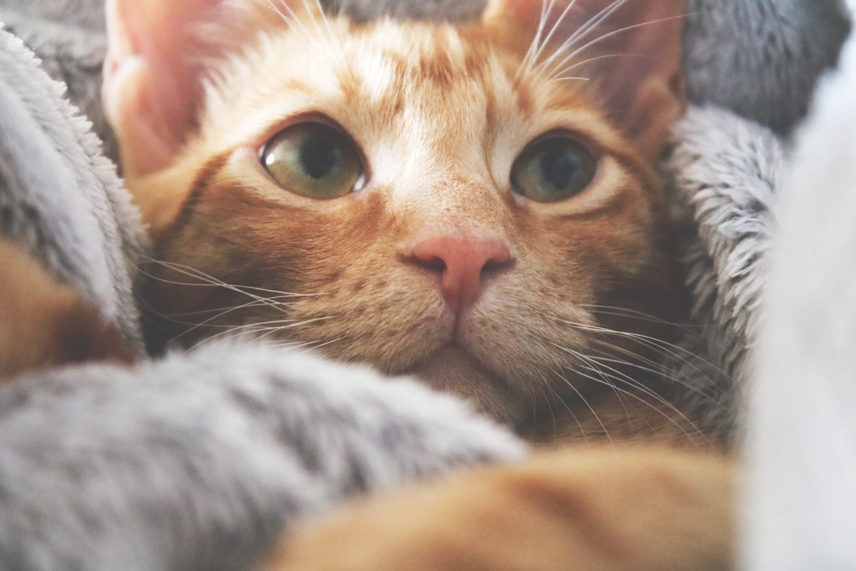 Les Maladies De Peau Du Chat