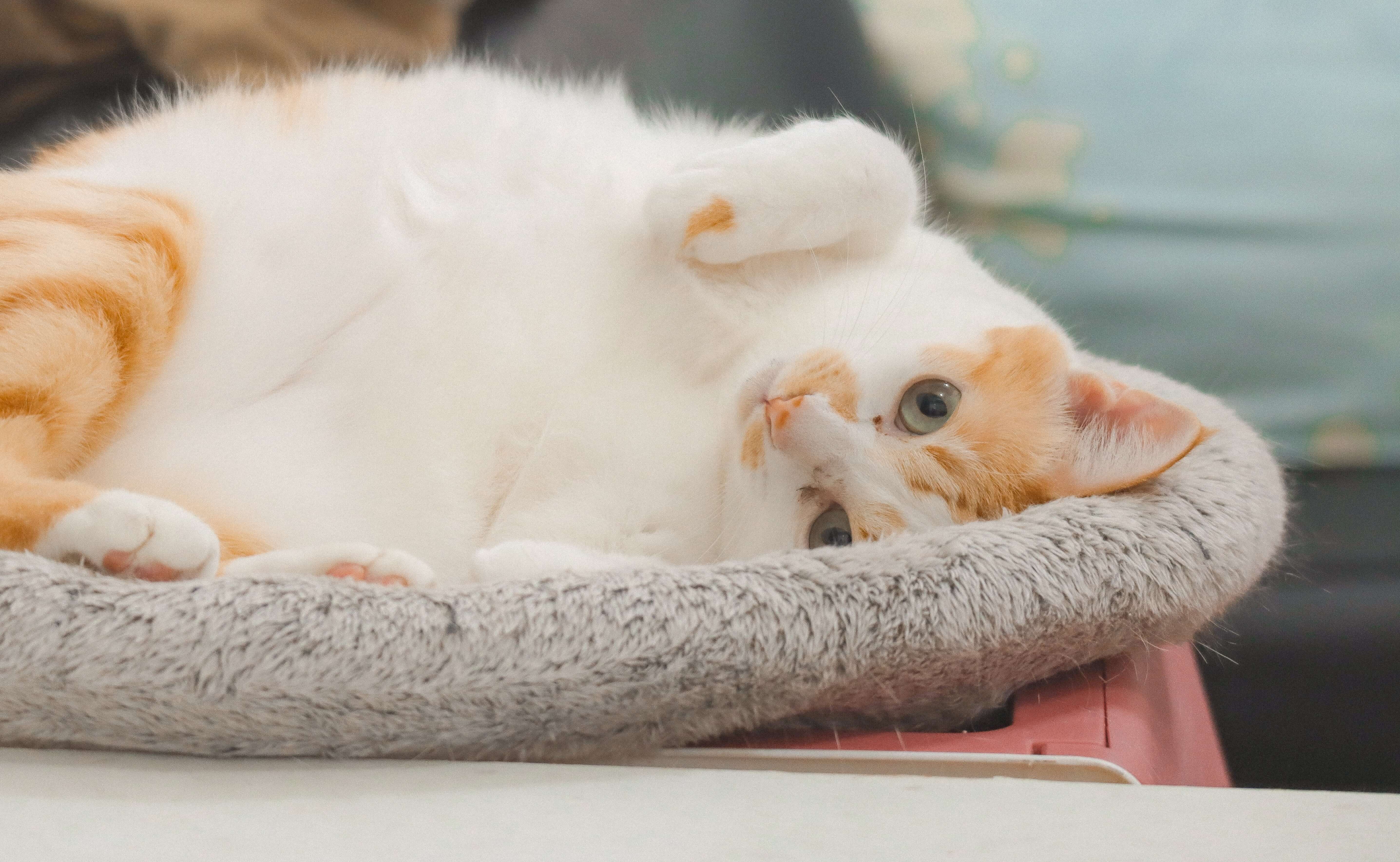 Comment Soigner Le Coryza Ou Rhume Du Chat Comment Soigner Le Coryza Ou Rhume Du Chat