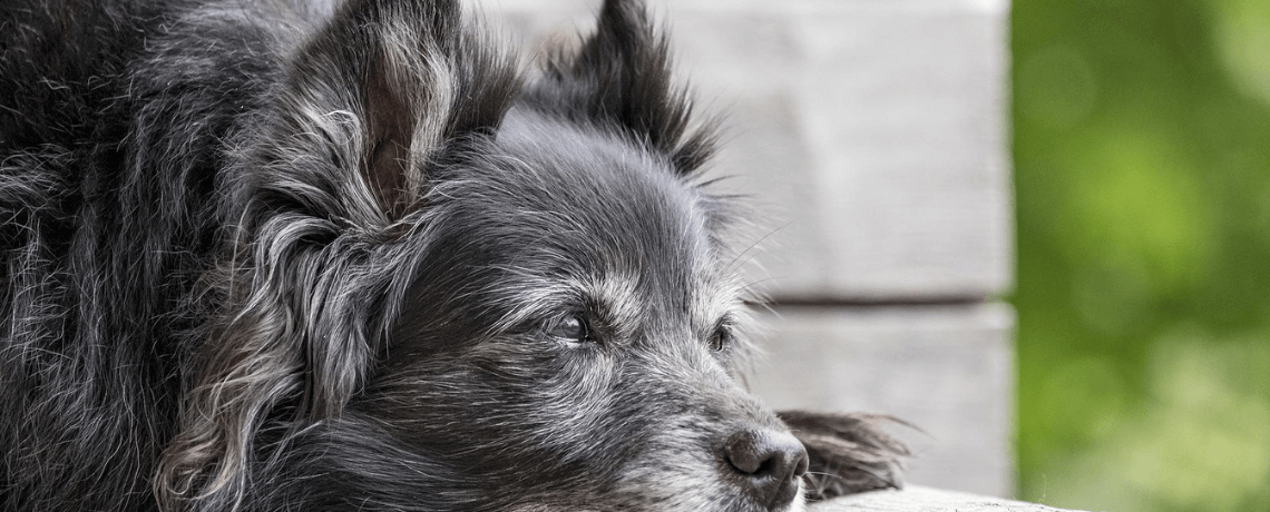 L'arthrose chez le chien : les signes et les traitements