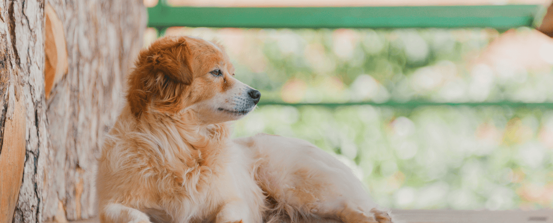 Pourquoi un chien court après les voitures ?