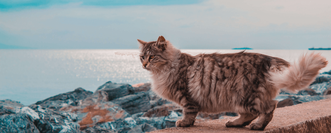 après castration chat litiere