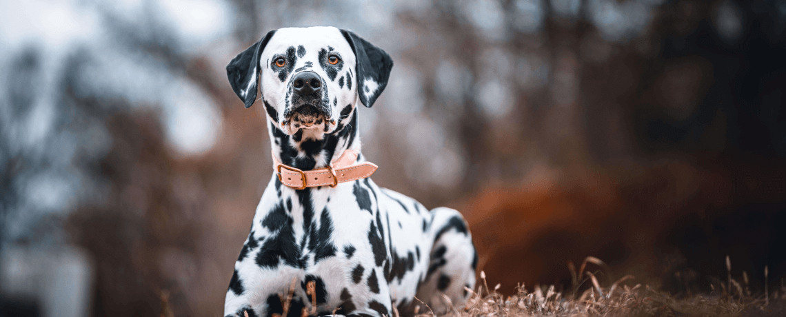 Selon une étude scientifique, le plus beau chien du monde serait le  dalmatien 