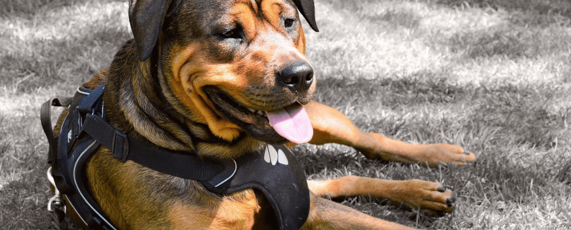 Accessoires pour chiens : les indispensables – Blog BUT