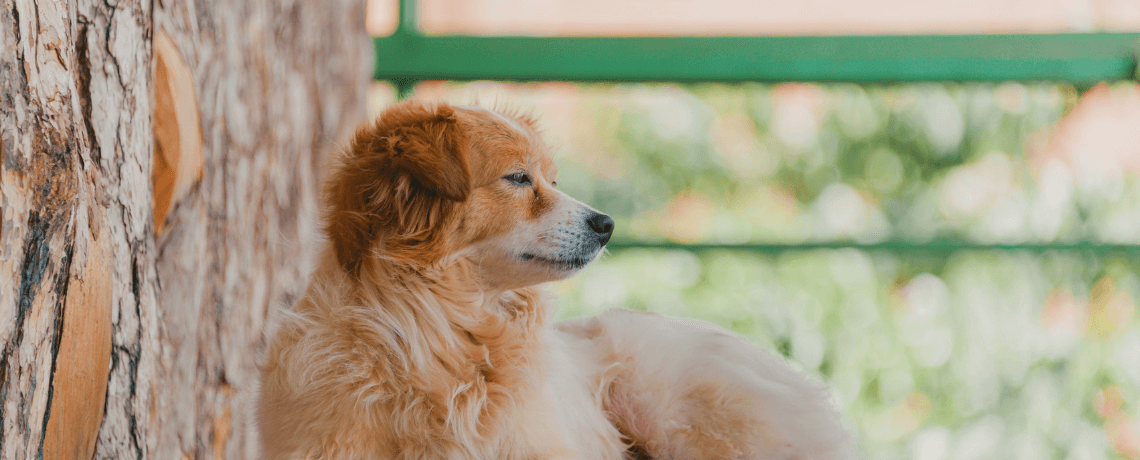 Astuces anti-pipi chien : répulsifs naturels à essayer