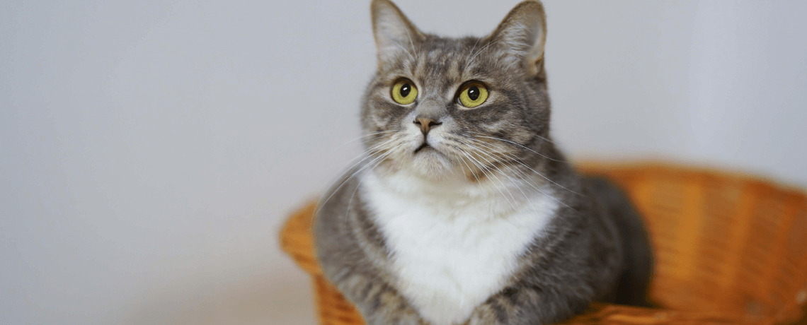 toxoplasmose chat diagnostic