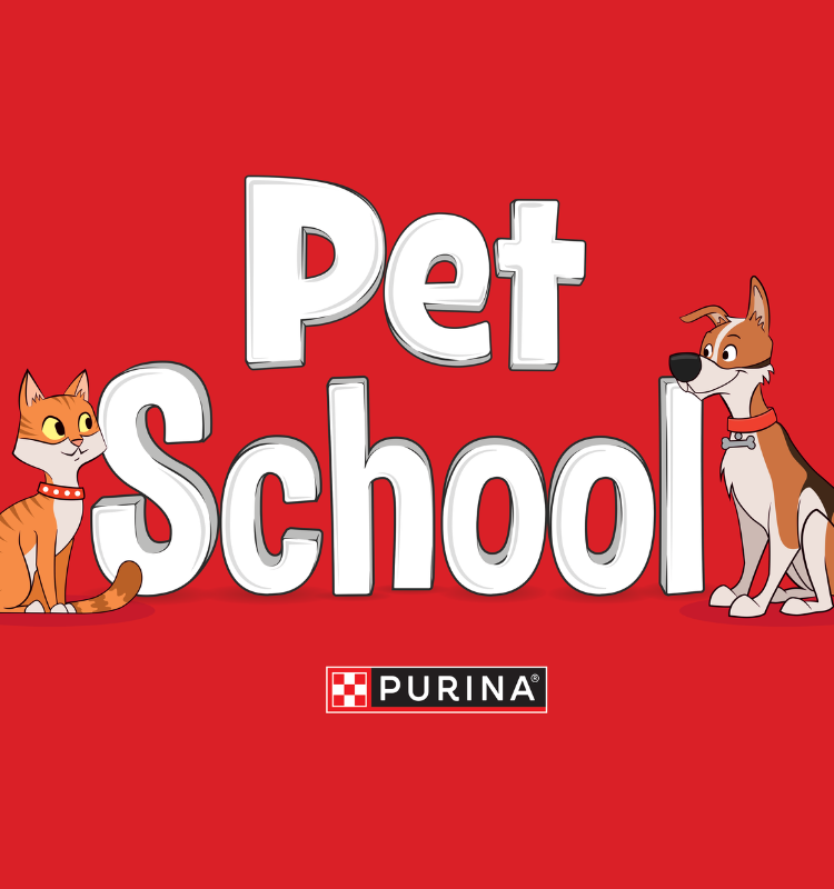 pet school