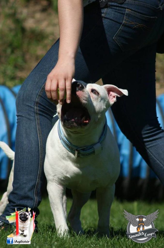 american-staffordshire-terrier-dog-dancing-gueules-danges-fidanimo