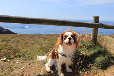 Cavalier King Charles