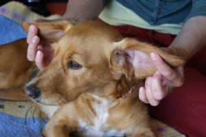 chien massage