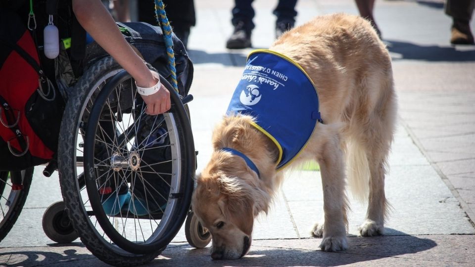 Chiens Guides de Paris : Des compagnons de vie 