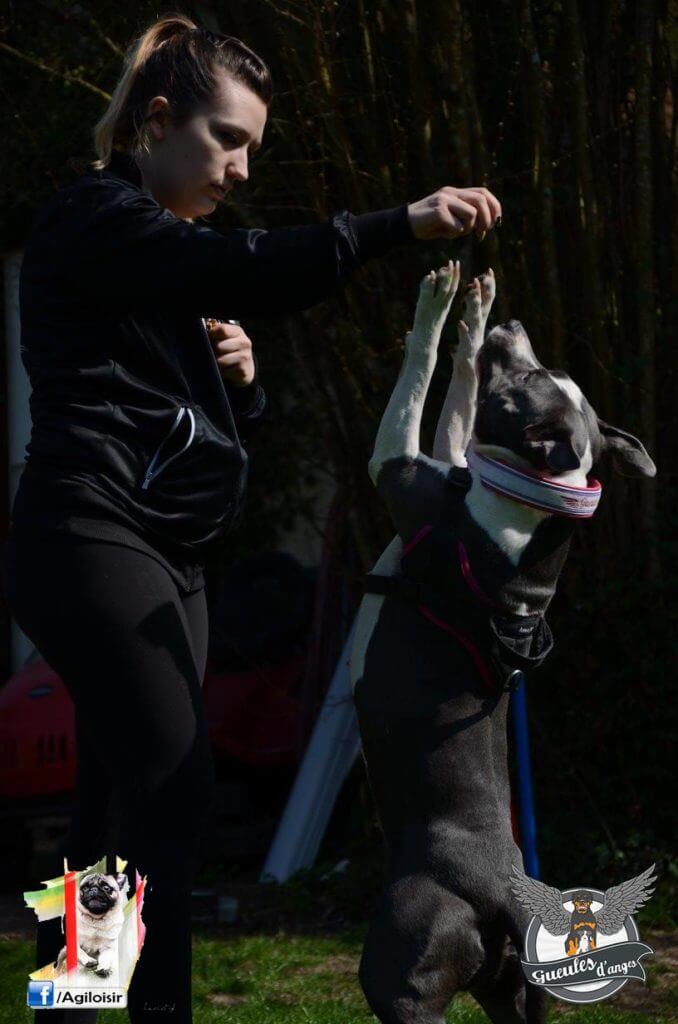 dog-dancing-geules-danges-fidanimo-american-staff-pixie