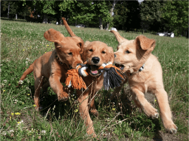3 chiots chien guide