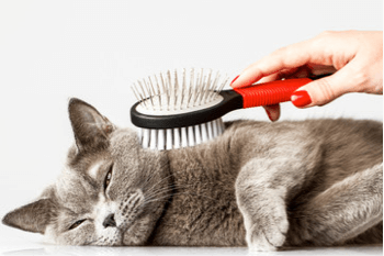 chat brosse