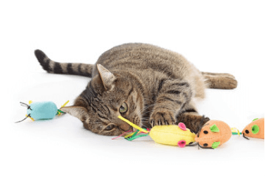 chat jouet