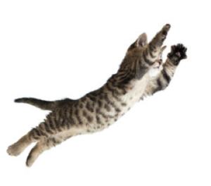 chat saut