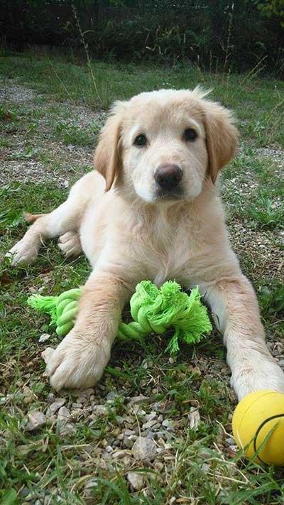 golden retriever