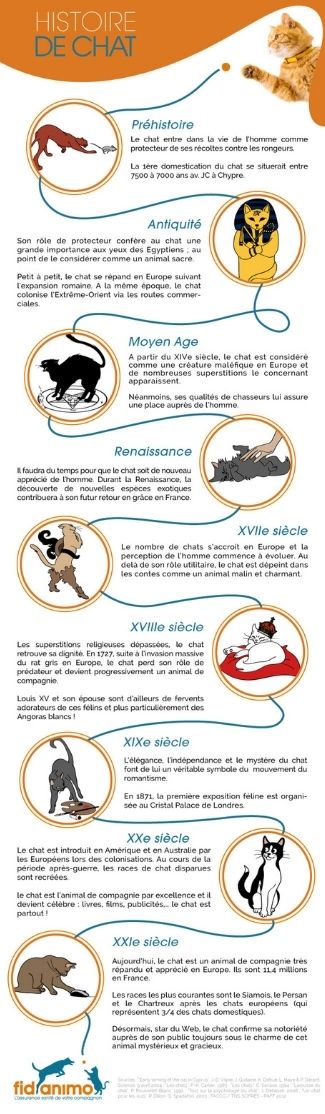 infographie histoire chat