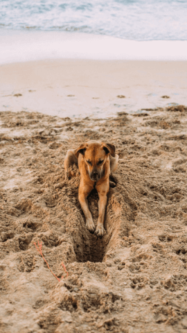 Chien à la plage