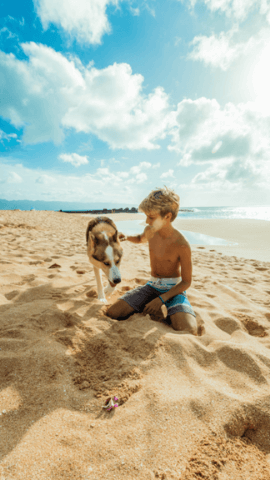 Chien à la plage