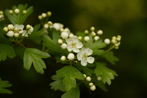 phytotherapie_aubepine_celine_moussour_fidanimo.jpg