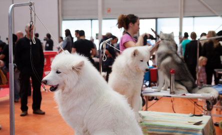 salon-agriculture-2015-concours-general-agricole-canin
