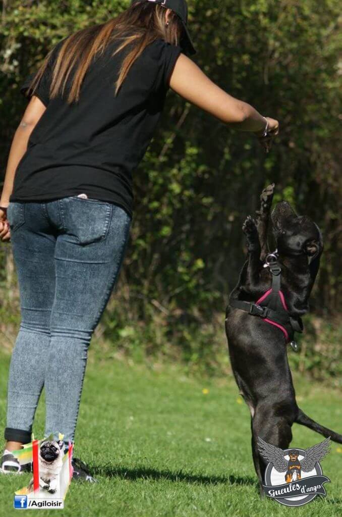 staffie-dog-dancing-gueules-danges-fidanimo-joy