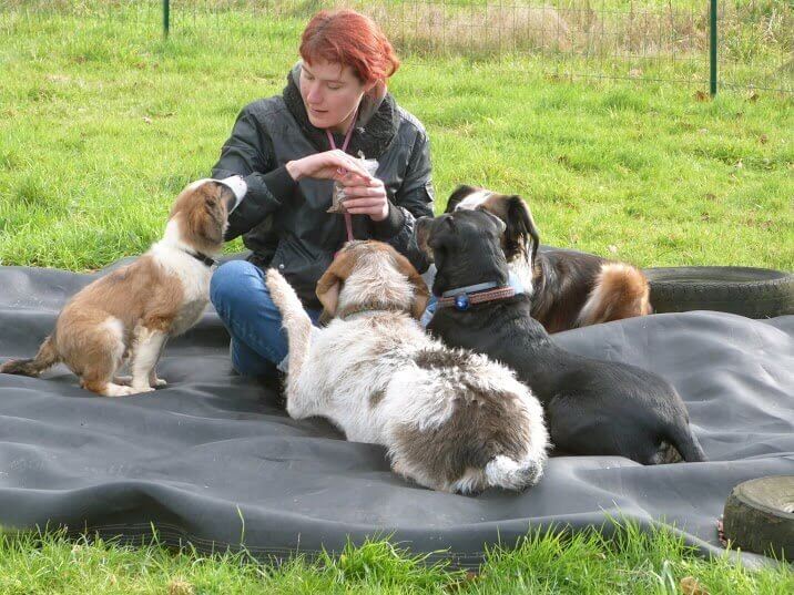 chien gite kimor meute cluboscar