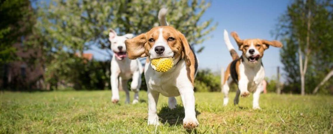 3ème édition du Palmarès des villes où il fait bon vivre avec son chien