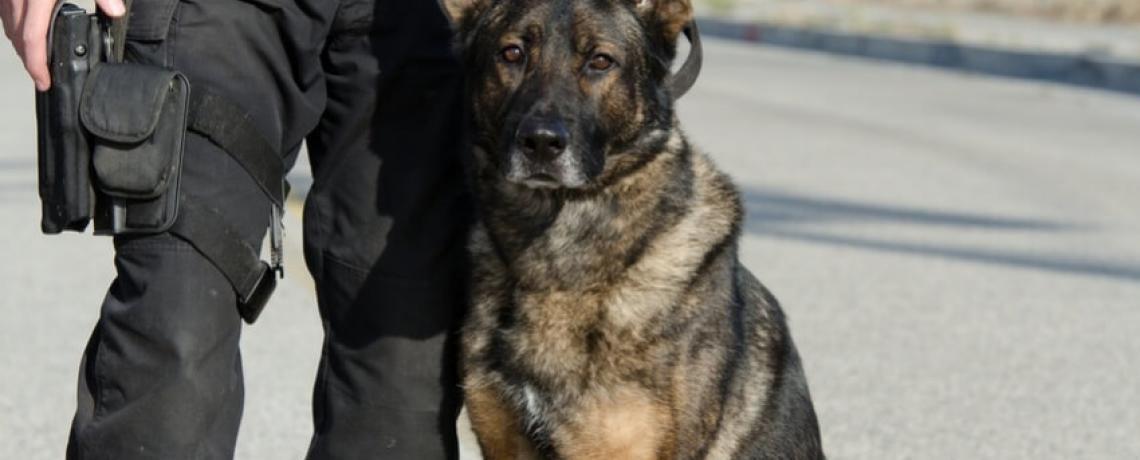 Alric, le chien policier médaillé