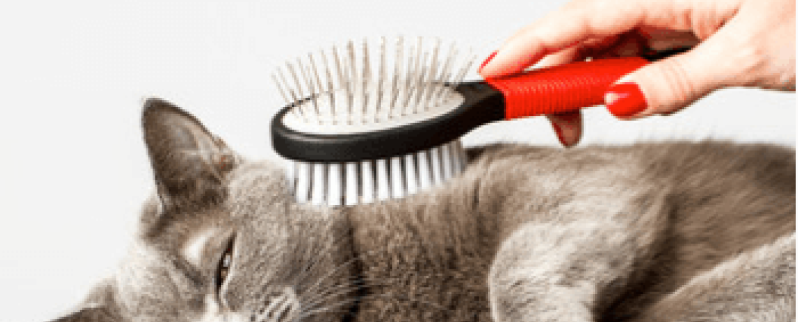Le brossage du chat