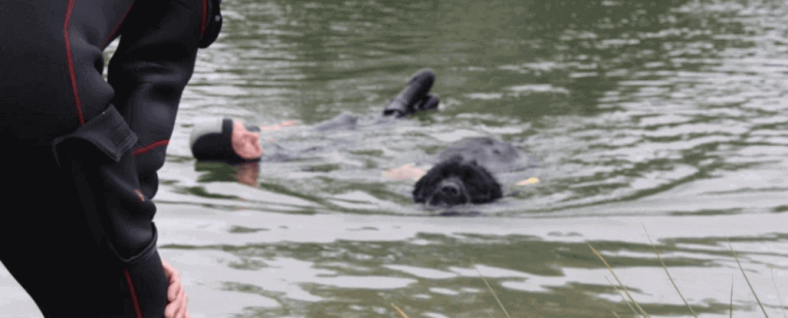 Championnat de France de chiens de sauvetage