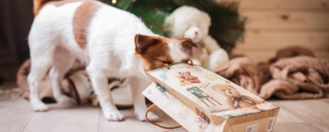 Fêtes de fin d'année, les aliments à éviter pour nos compagnons