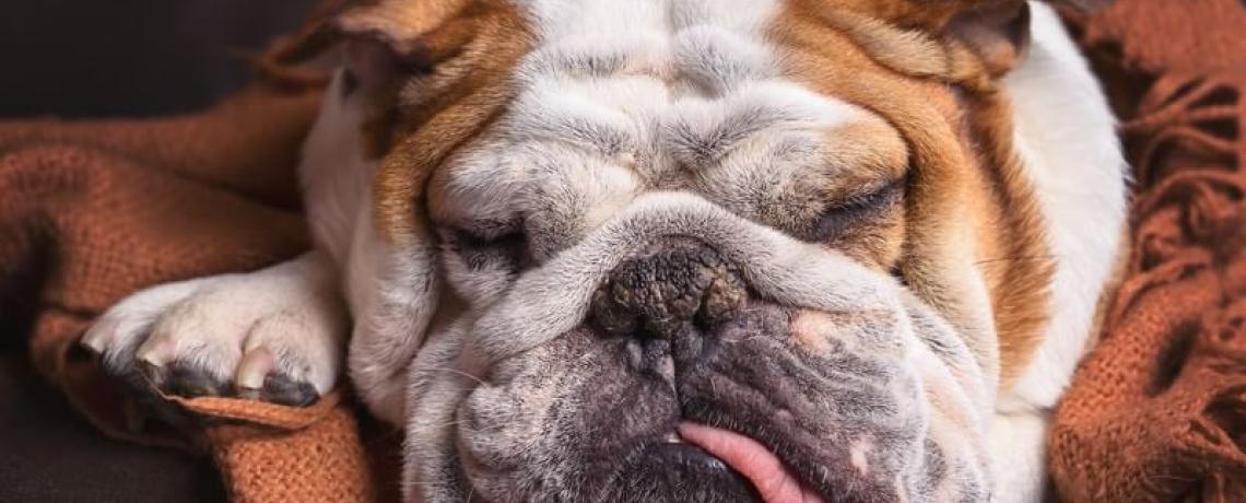 Les maladies de peau rares chez le chien