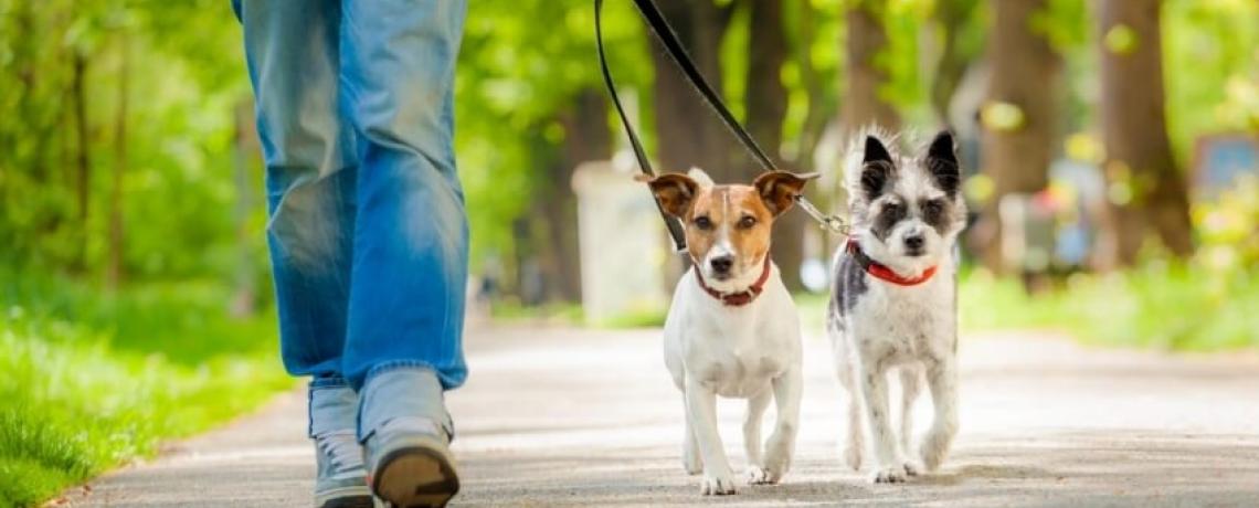 Le métier de Dog Sitter