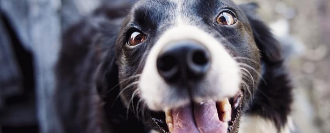 Qu’entendons-nous par méthodes amicales et positives en éducation canine ?