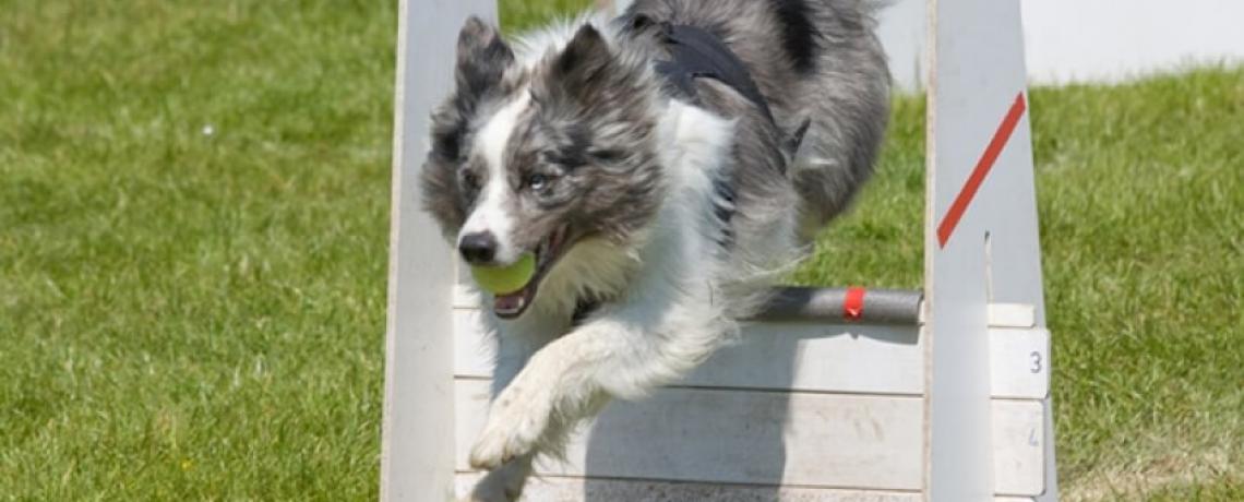  Le flyball : sport d’aisance