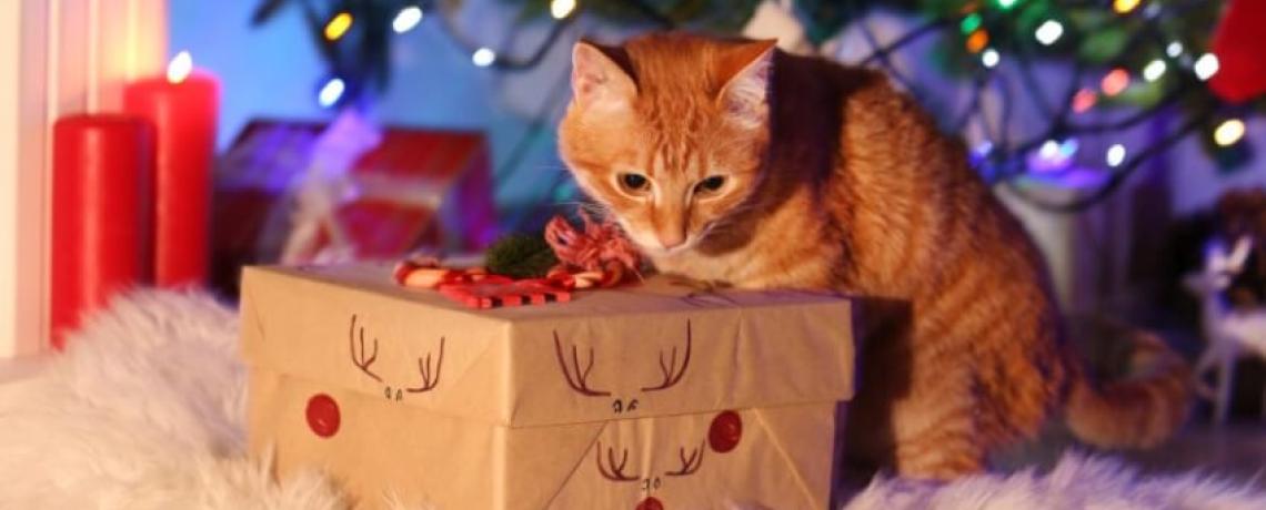 Cadeau de Noel pour chien chat : 6 idées pour leur faire plaisir