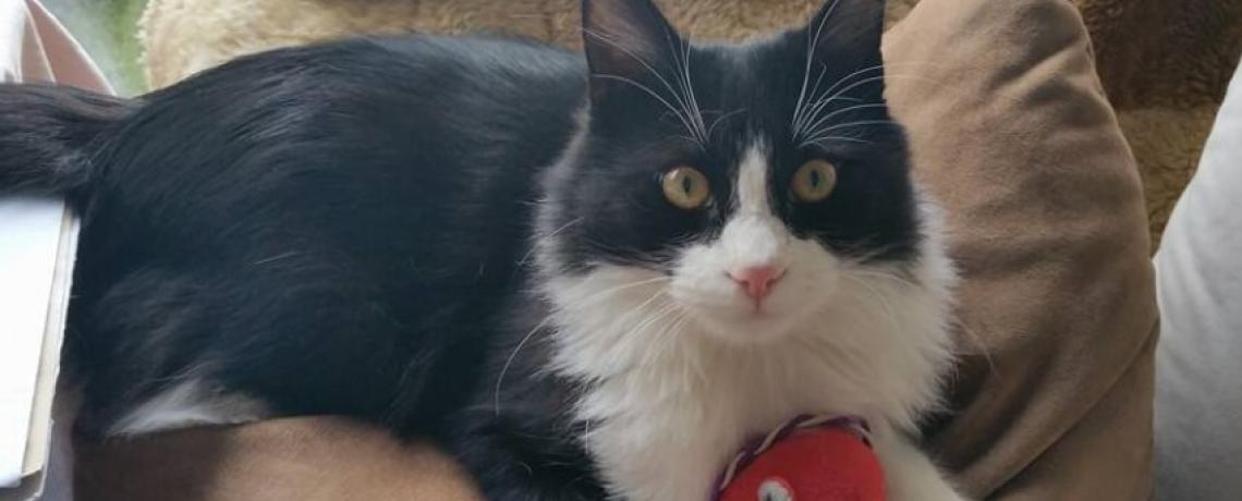 Quels jouets choisir pour mes chiens ou pour mes chats ?
