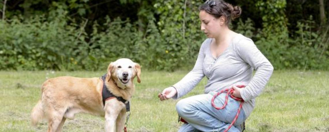 L’éducation positive du chiot et du chien