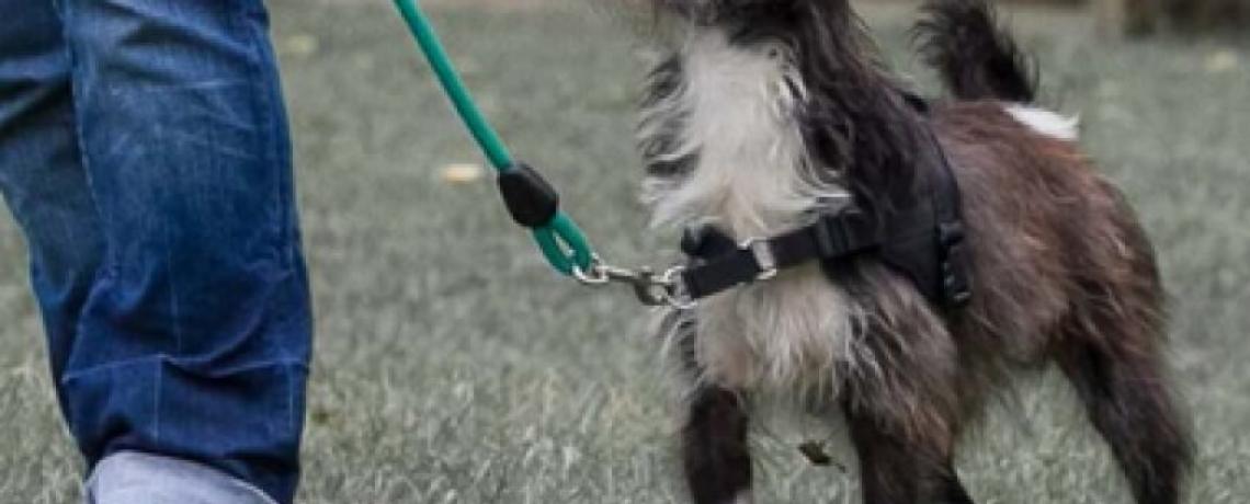 Apprendre à mon chien à marcher en laisse sans tirer