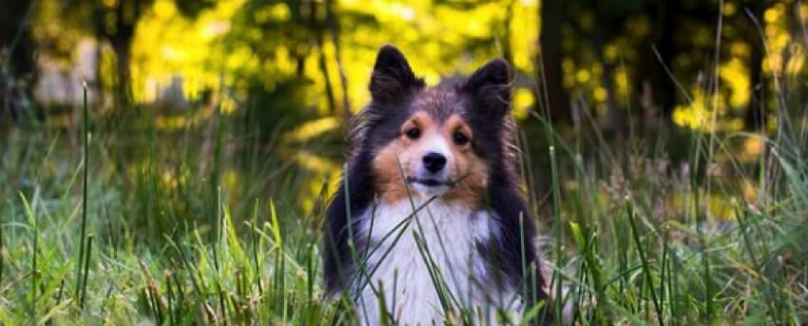 La mue printanière du chien