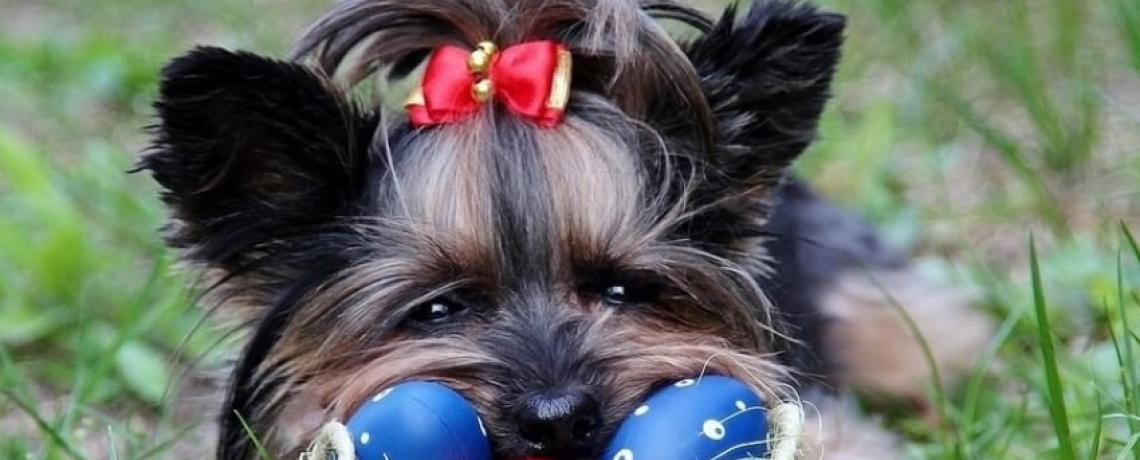 Pâques : chocolat toxique pour le chien et le chat