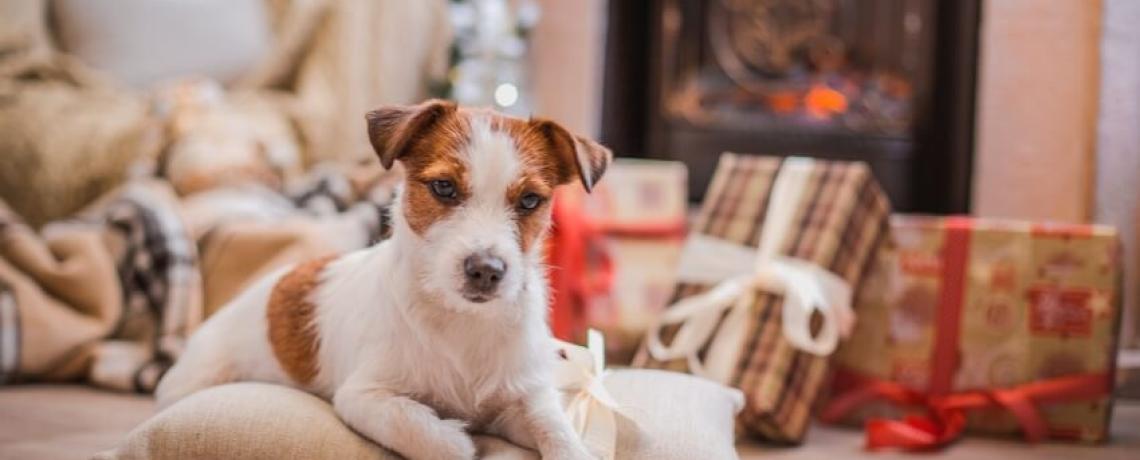 Toilettage spécial noël : mettez votre chien sur son 31