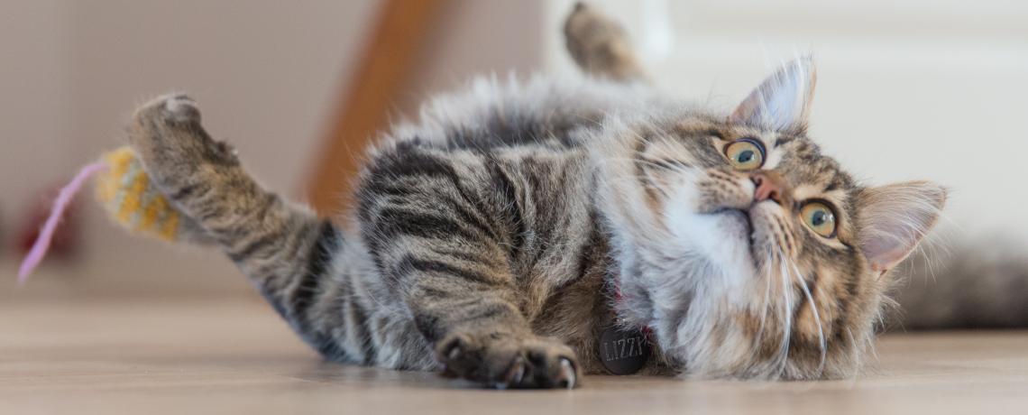 Les Symptomes De La Teigne De Chat