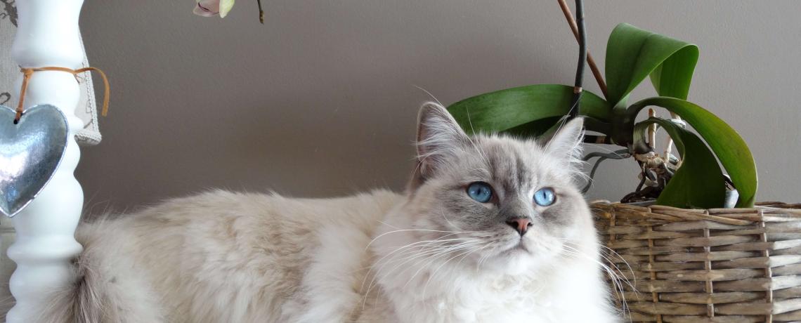 Reproduction Et Sterilisation Du Chat Ce Qu Il Faut Savoir