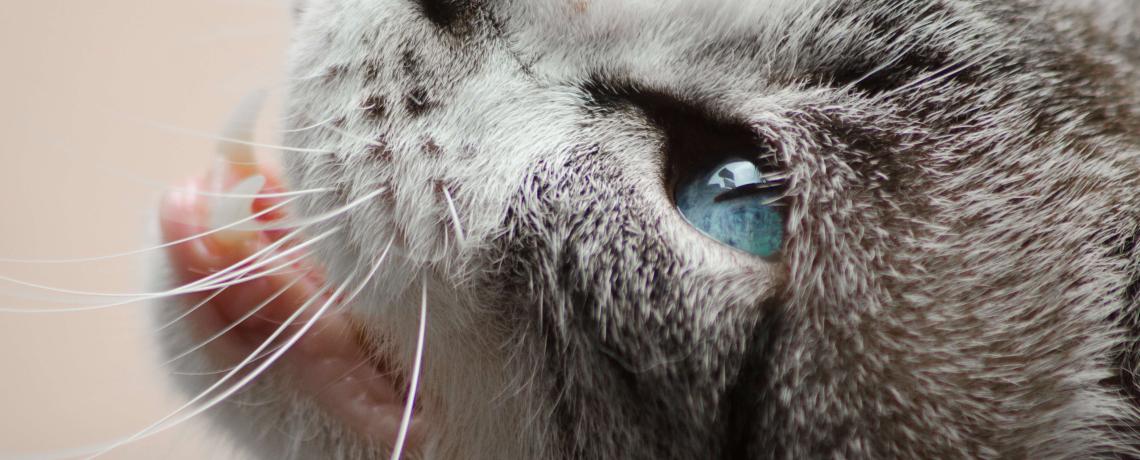 Prendre Soin De Son Chat Diabetique