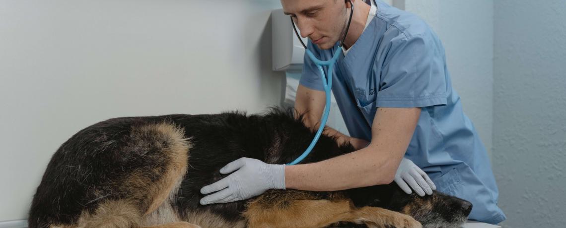 Comment prévenir et guérir la maladie de Lyme du chien ?