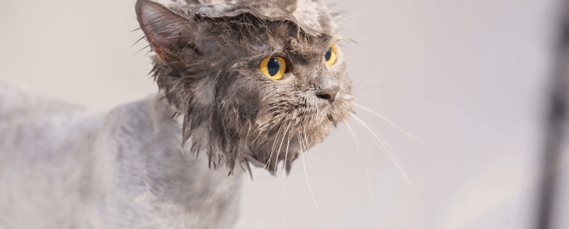 Laver son chat : les infos utiles